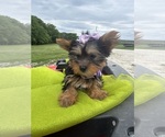 Small #3 Yorkshire Terrier