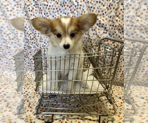 Papillon Puppy for sale in SULPHUR SPRINGS, TX, USA