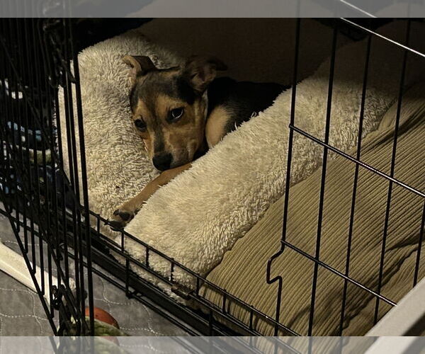 Medium Photo #3 Jack Russell Terrier-Papillon Mix Puppy For Sale in Brooklyn Center, MN, USA