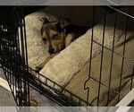 Small #2 Jack Russell Terrier-Papillon Mix