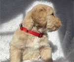 Small Photo #10 Goldendoodle Puppy For Sale in SAN FERNANDO, CA, USA