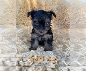 Yorkshire Terrier Puppy for sale in DES PLAINES, IL, USA