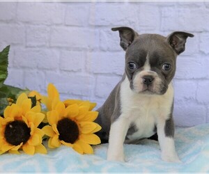 Boston Terrier Puppy for sale in FREDERICKSBG, OH, USA