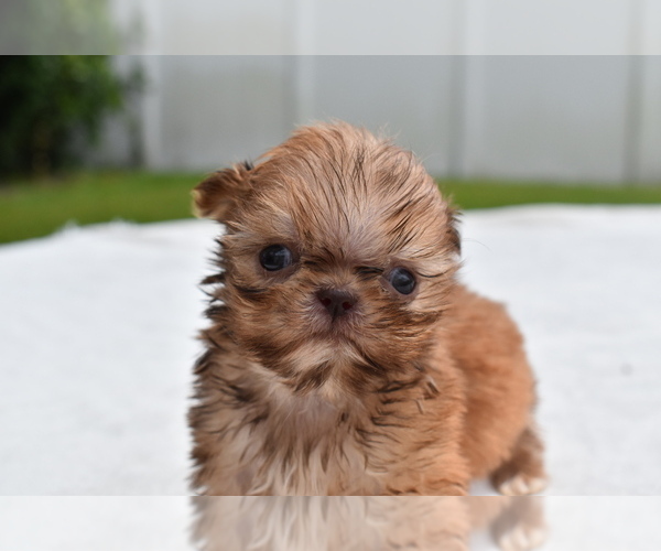 Medium Photo #5 Shih Tzu Puppy For Sale in PALM COAST, FL, USA