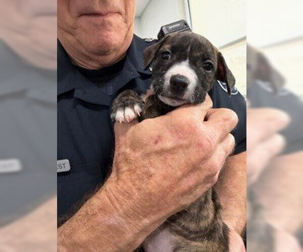 Medium Photo #1 Mutt Puppy For Sale in Temple, TX, USA