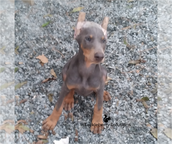 Medium Photo #8 Doberman Pinscher Puppy For Sale in MOUNT OLIVE, NC, USA