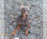 Small Photo #8 Doberman Pinscher Puppy For Sale in MOUNT OLIVE, NC, USA
