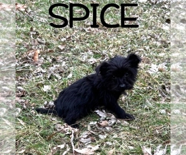 Medium Photo #2 YorkiePoo Puppy For Sale in HARTLAND, MN, USA