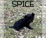 Small #1 YorkiePoo