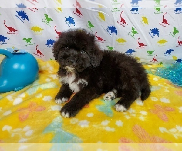 Medium Photo #6 Bernedoodle Puppy For Sale in BLACK FOREST, CO, USA