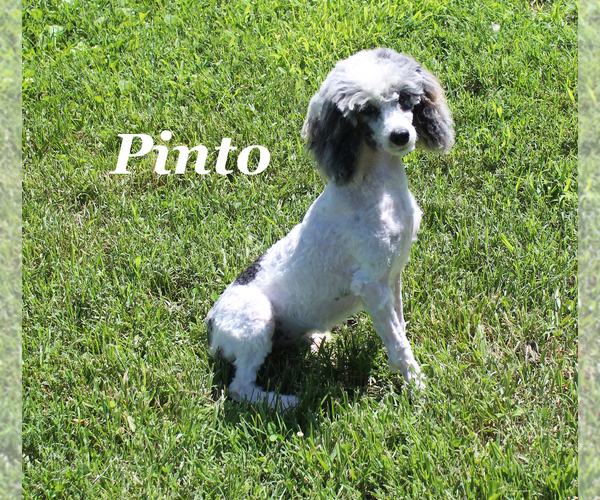 Medium Photo #1 Poodle (Toy) Puppy For Sale in CHANUTE, KS, USA