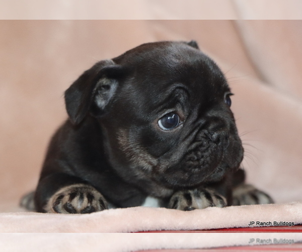 Medium Photo #8 French Bulldog Puppy For Sale in WINNSBORO, TX, USA