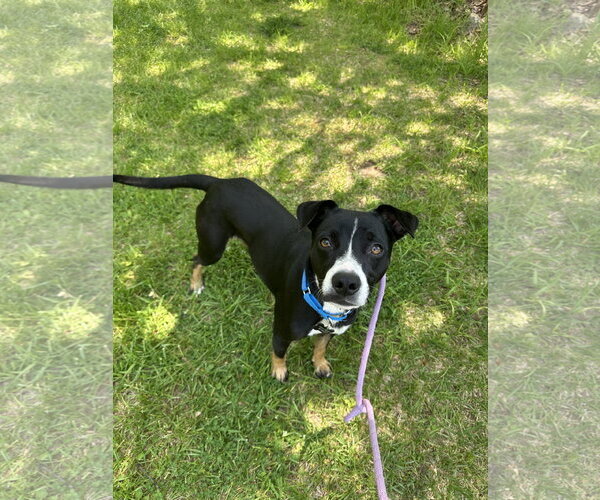 Medium Photo #5 Chihuahua-Unknown Mix Puppy For Sale in Rockaway, NJ, USA