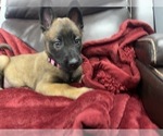 Small Photo #110 Belgian Malinois Puppy For Sale in REESEVILLE, WI, USA
