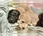 Small Photo #7 Poodle (Toy) Puppy For Sale in ROCK HILL, SC, USA