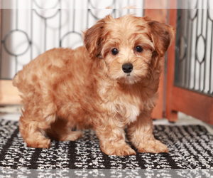 YorkiePoo Puppy for Sale in NAPLES, Florida USA