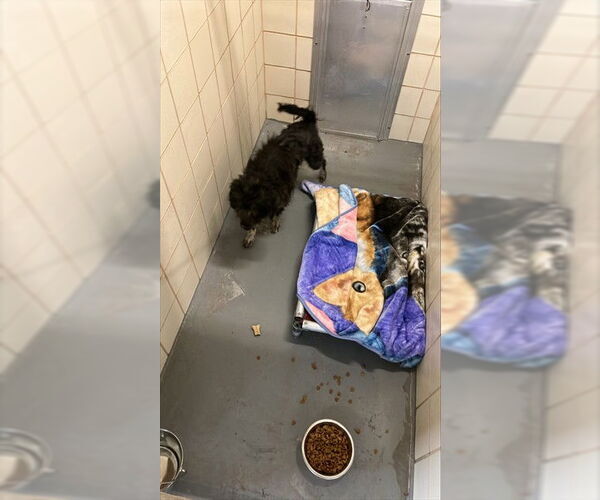 Medium Photo #1 Chow Chow-GIANT SCHNAUZER  Mix Puppy For Sale in Corpus Christi, TX, USA