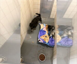 Chow Chow-GIANT SCHNAUZER  Mix Dogs for adoption in Corpus Christi, TX, USA