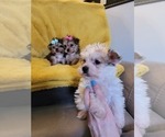 Small Photo #13 Morkie Puppy For Sale in OTTAWA, OH, USA