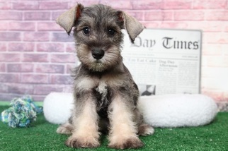 Schnauzer (Miniature) Puppy for sale in BEL AIR, MD, USA