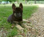 Small Photo #7 German Shepherd Dog Puppy For Sale in SALEM, MO, USA