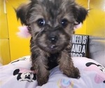 Small Photo #15 YorkiePoo Puppy For Sale in BLUE MOUND, TX, USA
