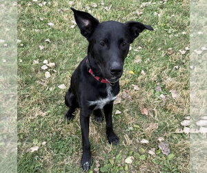 Franklin - Male Mutt Dog for Adoption - Photo #2
