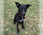 Small Photo #2 Mutt Puppy For Sale in Minneapolis, MN, USA