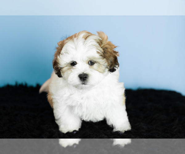 Medium Photo #2 Zuchon Puppy For Sale in WOLCOTTVILLE, IN, USA