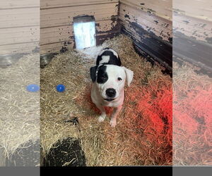 American Bulldog Dogs for adoption in Tracy City, TN, USA