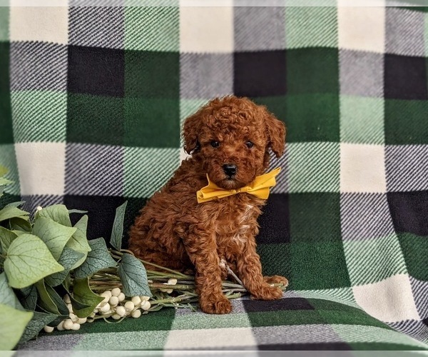 Medium Photo #7 Poodle (Toy) Puppy For Sale in KINZERS, PA, USA