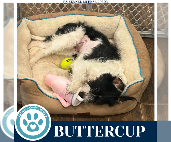 Medium Photo #3 Mutt Puppy For Sale in Kimberton, PA, USA