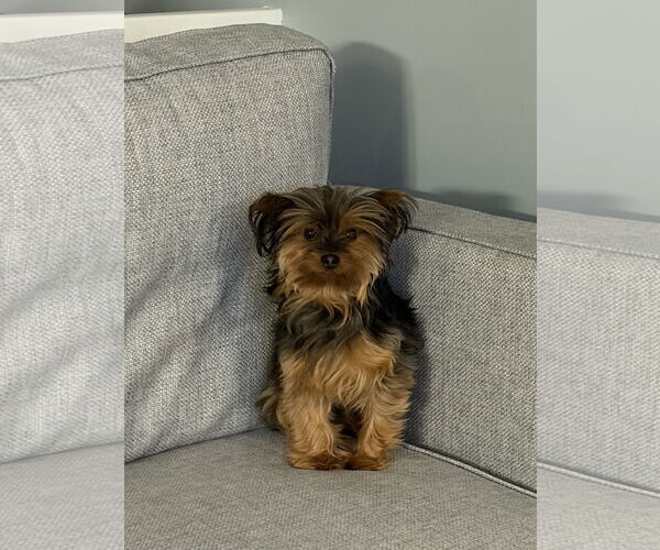 Medium Photo #1 Mutt Puppy For Sale in St. Louis Park, MN, USA