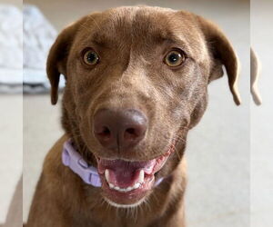 Labrador Retriever-Unknown Mix Dogs for adoption in Jefferson, WI, USA
