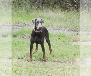 Father of the Doberman Pinscher puppies born on 07/11/2023