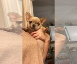 Small Photo #6 French Bulldog Puppy For Sale in GREENSBORO, NC, USA