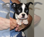 Image preview for Ad Listing. Nickname: Litter of 3