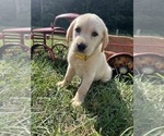 Small Photo #5 Labrador Retriever Puppy For Sale in NEOLA, WV, USA