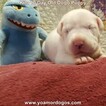 Small Photo #158 Dogo Argentino Puppy For Sale in JANE, MO, USA