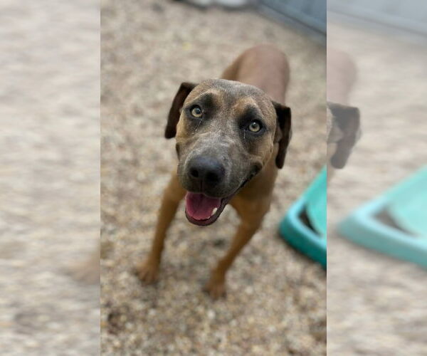 Medium Photo #3 Mountain Cur-Unknown Mix Puppy For Sale in Oakhurst, NJ, USA