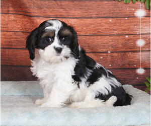 Cava-Tzu Puppy for sale in PENNS CREEK, PA, USA