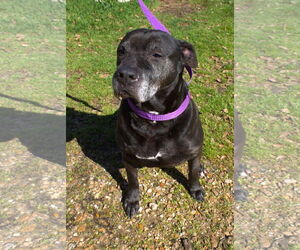 Briarwood - Female American Bulldog-Unknown Mix Dog for Adoption - Photo #3