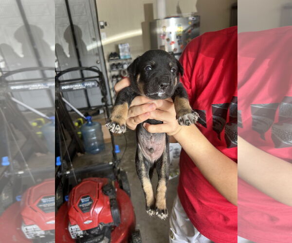 Medium Photo #2 - Mix Puppy For Sale in The Woodlands, TX, USA