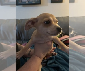 Chihuahua Puppy for sale in SAFETY HARBOR, FL, USA