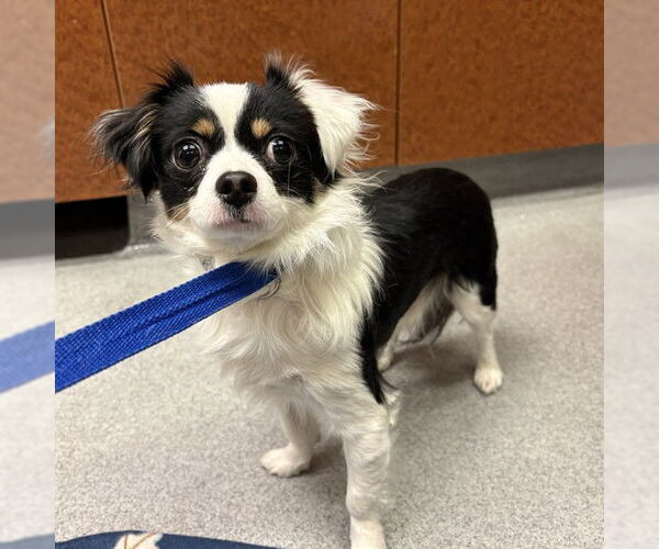 Medium Photo #1 Chihuahua-Unknown Mix Puppy For Sale in Rancho Cucamonga, CA, USA