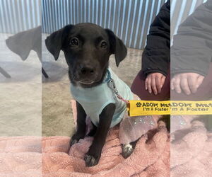 Labrador Retriever-Unknown Mix Dogs for adoption in Rockaway, NJ, USA