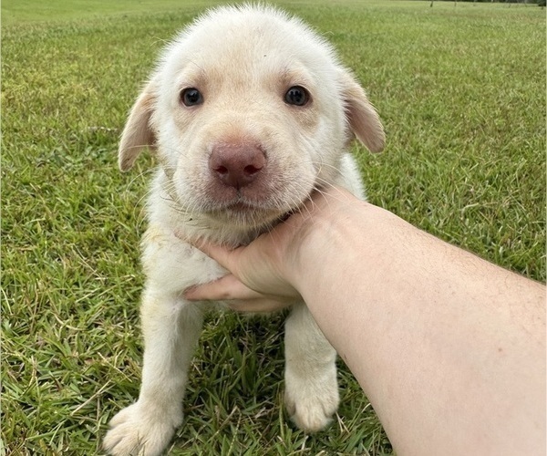 Medium Photo #1 Shepradors Puppy For Sale in LEXINGTON, SC, USA