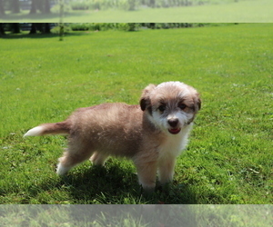 Aussie-Poo Puppy for sale in SHILOH, OH, USA
