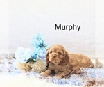 Puppy Puppy 4 Murphy Cocker Spaniel