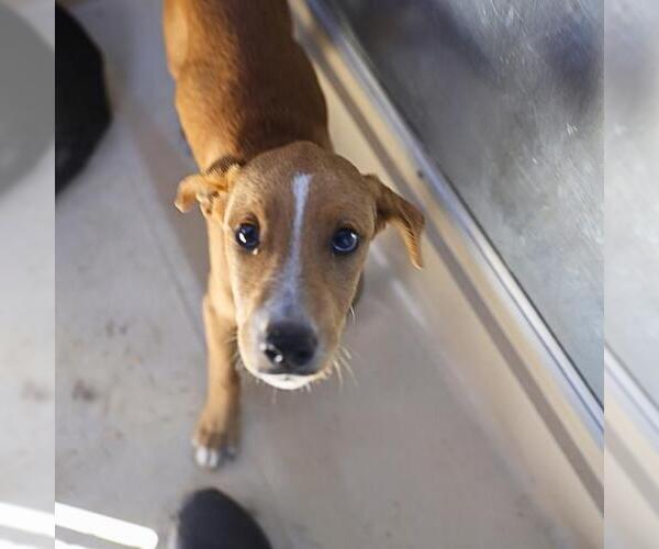 Medium Photo #1 Labrador Retriever-Unknown Mix Puppy For Sale in San Antonio, TX, USA